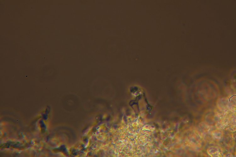 Crosta bianca da det. - foto 7006 (Crustomyces subabruptus)